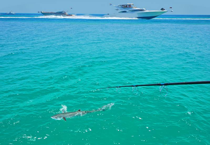 Fishing-Charter-Ocean-Ridge-FL