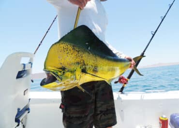 Mahi-Mahi Fishing in the Gulf Stream Near Jupiter