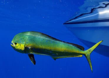Wahoo Fishing Tips for Jupiter Anglers